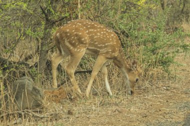 Görkemli Benekli Geyik (Eksen Ekseni) geyiği doğal yaşam alanının kuru orman zemininde boynuzları ile