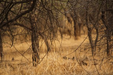 Yumuşak ve bulanık arkaplanı olan ormandaki kuru dikenli dalların sanatsal görüntüsü