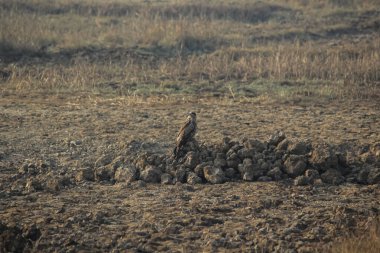 Kara Uçurtma yırtıcı kuşu tozlu, açık bir arazide kuru bir toprak yığınına tünedi.