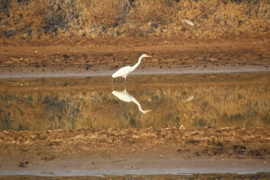 Zarif Büyük Akbalıkçıl, sakin, sığ nehir suyunda, temiz bir yansımayla duruyor.