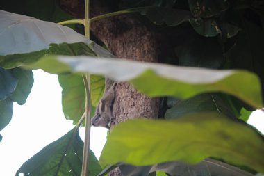 Hint palmiye sincabı geleneksel kil su kasesinin yanındaki yıpranmış taş duvarda yemek arıyor.