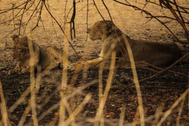 Kuru bir ormanda, dikenli çalıların gölgesinde dinlenen iki Asyalı dişi aslan.