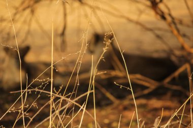 Kuru bir ormanda, dikenli çalıların gölgesinde dinlenen iki Asyalı dişi aslan.