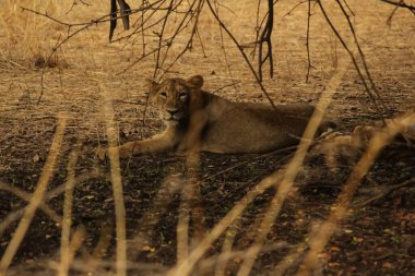 Kuru bir ormanda, dikenli çalıların gölgesinde dinlenen iki Asyalı dişi aslan.