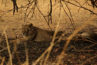 Kuru bir ormanda, dikenli çalıların gölgesinde dinlenen iki Asyalı dişi aslan.