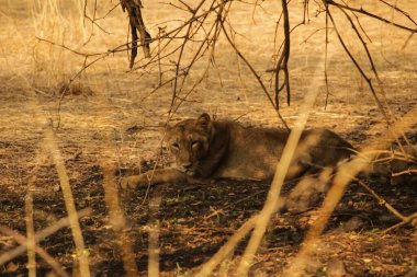 Kuru bir ormanda, dikenli çalıların gölgesinde dinlenen iki Asyalı dişi aslan.