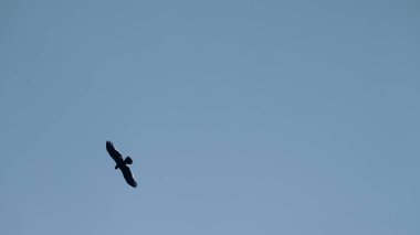 Yırtıcı kuşun görkemli yükselişi Göç sırasında açık mavi gökyüzüne karşı