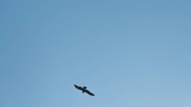 Yaygın Kerkenez Şahini, Parlak Mavi Gökyüzüne karşı Kanatlarıyla Yükseliyor