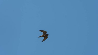 Yaygın Kerkenez Şahini, Parlak Mavi Gökyüzüne karşı Kanatlarıyla Yükseliyor