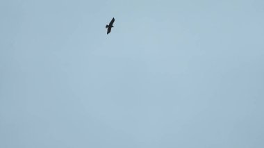 Yaygın Kerkenez Şahini, Parlak Mavi Gökyüzüne karşı Kanatlarıyla Yükseliyor