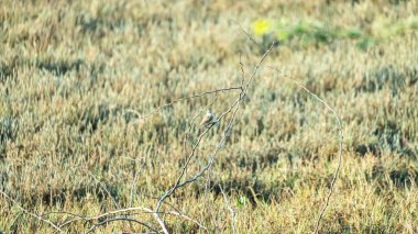 Vahşi otlağın arka planına karşı narin bir dikenli dala tünemiş küçük ötücü kuş.