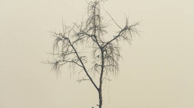 İnce dallara tünemiş küçük kuşların olduğu puslu bir gökyüzüne karşı çıplak ölü bir ağacın minimalist görüntüsü