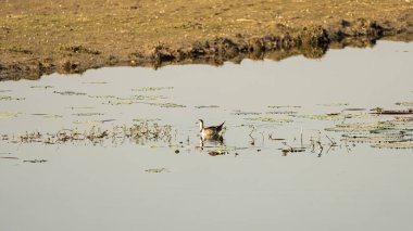 Zarif Sülün Kuyruklu Jacana, Ayna benzeri bir gölde Lily Pedleri Arasında Zarifçe Yüzüyor