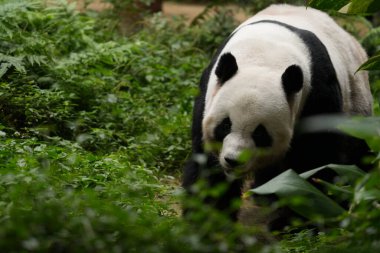 Dev panda, kontrollü bir koruma ortamında yemyeşil bitki örtüsünün içinden geçiyor..