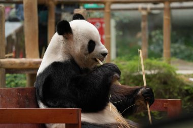 Giant panda sits on a wooden bench while eating bamboo in a controlled wildlife enclosure.