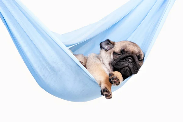 Pug puppy hamakta uyuyor.