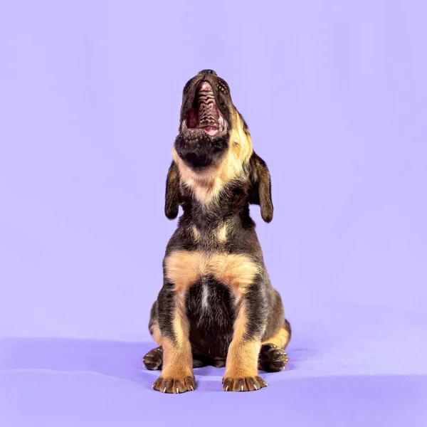 Um filhote de cachorro pequeno senta-se com a cabeça para cima e uiva. Fundo roxo — Fotografia de Stock