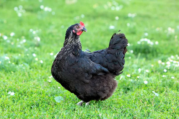 Black hen on green grass looking at the camera.