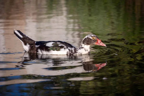 Pato almizclero nada en un estanque —  Fotos de Stock