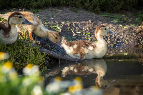 Un patito de un pato almizclero en la hierba junto al agua — Foto de Stock