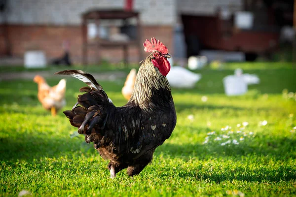 Siyah horoz avluda yürüyor. Çimlerde horoz