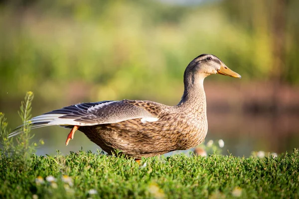Divoká kachna divoká se táhne na zelené trávě — Stock fotografie