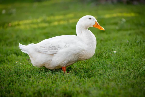 Otlarla kaplı beyaz erkek ördek.