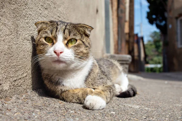 Sokak ortasında evsiz bir kedi.