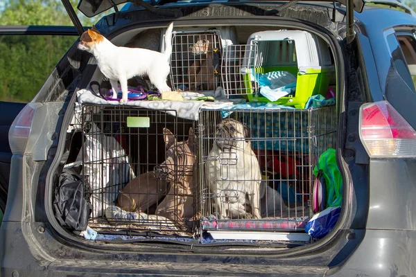 Pug, Chihuahua, Thai Ridgeback ve İtalyan Greyhound. Birlikte oturun. Bir arabanın arkasında köpek kafeslerinde..