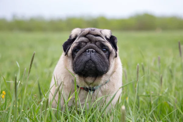 Küçük köpek yeşil çimlerde duruyor ve kameraya bakıyor.
