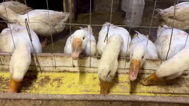 Witte ganzen eten graan binnen op de boerderij — Stockvideo