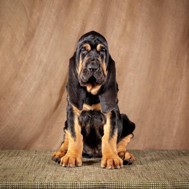 Küçük Puppy Bloodhounda oturur ve kameraya bakar.
