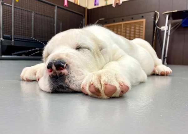 Beyaz köpek yavrusu yerde uyuyor. Yakın plan.