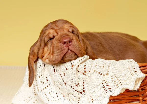 Küçük kahverengi köpek bir sepette uyur.