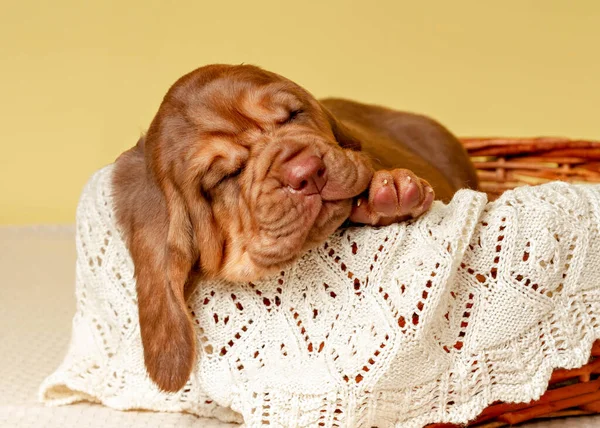 Pequeño cachorro marrón sabueso duerme en una canasta —  Fotos de Stock