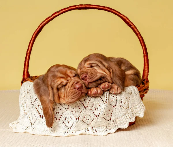 İki küçük kahverengi köpek bir sepette uyur.