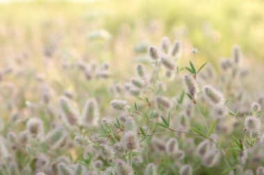 Bulanık, dağılmış, yabani bitkisel arka plan