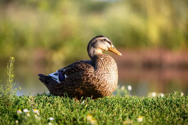 Divoká kachna divoká na zelené trávě — Stock fotografie