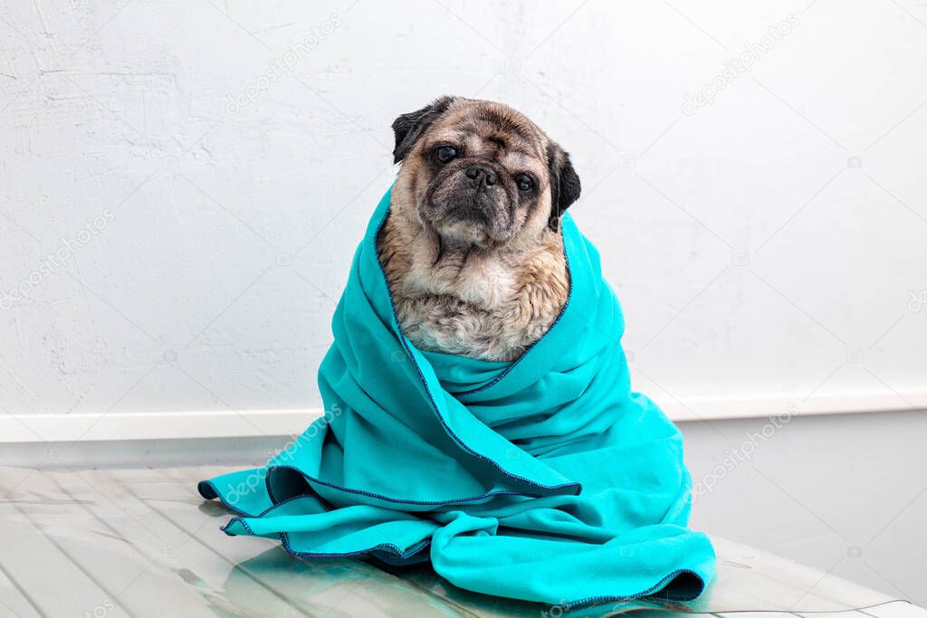 Pug sits in a towel. Elderly dog after bathing