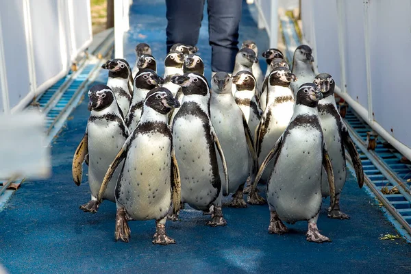 Bir grup penguen hayvanat bahçesinde yürüyüşe çıkıyor.