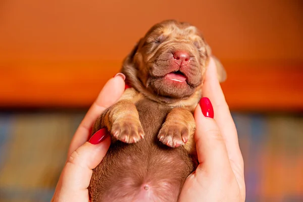 Newborn puppy bloodhound in hand — ストック写真