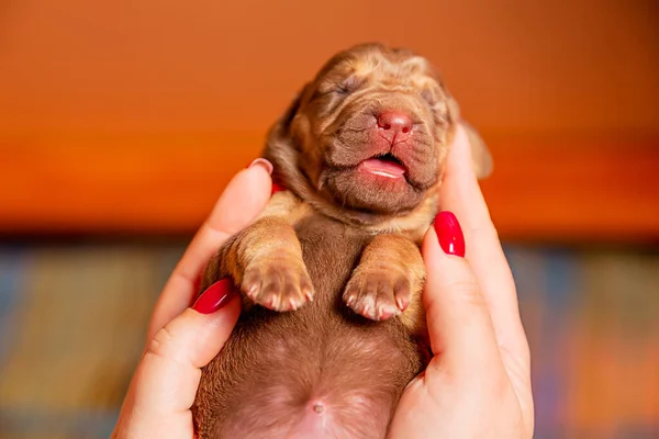 Yeni doğmuş köpek yavrusu elinde
