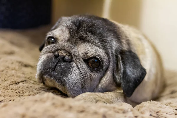 Yaşlı bir köpeğin portresi. Yakın plan.