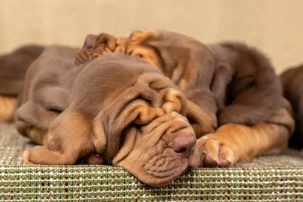 Dos cachorros sabuesos marrones duermen juntos —  Fotos de Stock