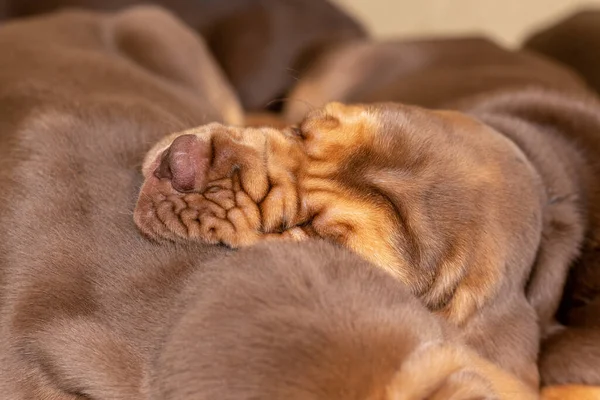 Brown puppy Bloodhound fell asleep on a nearby puppy