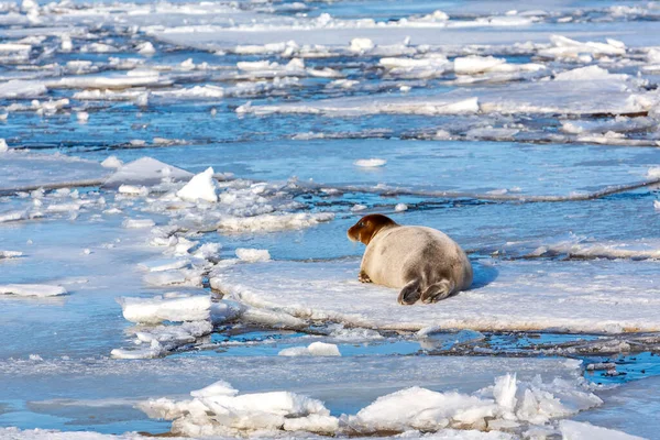 Παγοστρόβιλος, φώκια Erignathus barbatus βρίσκεται στον πάγο — Φωτογραφία Αρχείου
