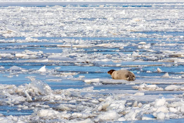 Χειμερινό τοπίο. Παγοστρόβιλος, φώκια Erignathus barbatus βρίσκεται στον πάγο — Φωτογραφία Αρχείου