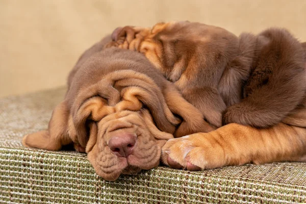2人の小さな茶色の猟犬の子犬が一緒に眠る — ストック写真