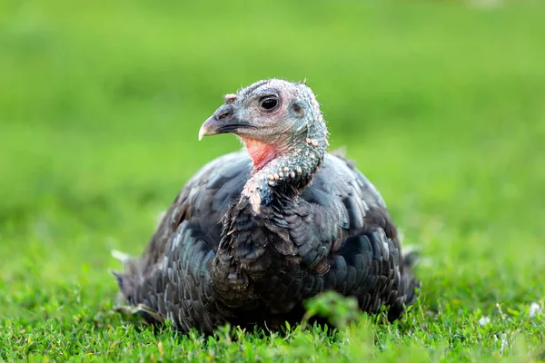 turkey bird on green grass. looking at the camera