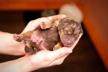 Womans hands hold newborn brown puppy  clipart